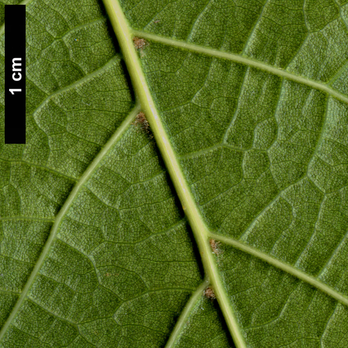 High resolution image: Family: Fagaceae - Genus: Quercus - Taxon: rysophylla hybrid